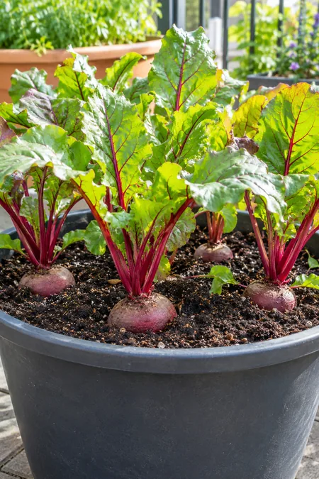 Beets growing in a deep pot with healthy leaves and visible roots