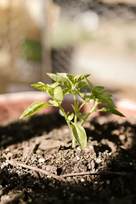 Indoor herbs dying — close view of basil stems and potting mix inside a nursery pot