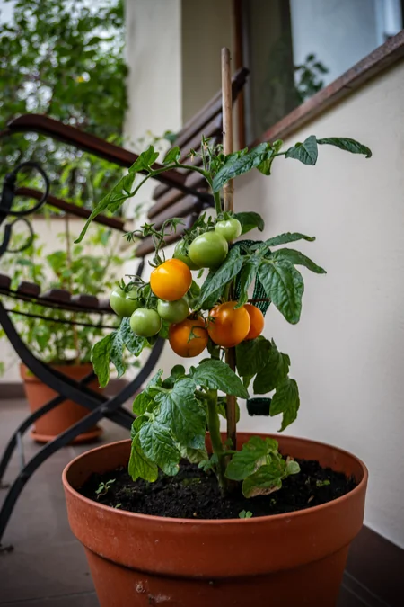 Cherry tomato plant loaded with fruit in a large sunny patio container