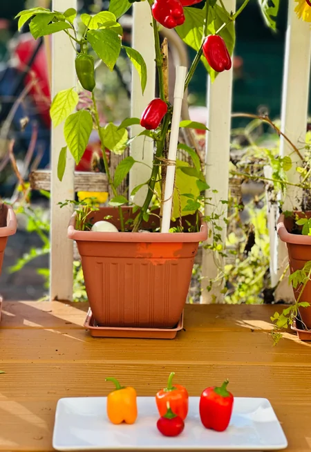 Compact pepper plant producing several peppers in a sunny patio pot