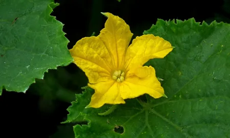 Yellow cucumber flower with green leaves in close-up
