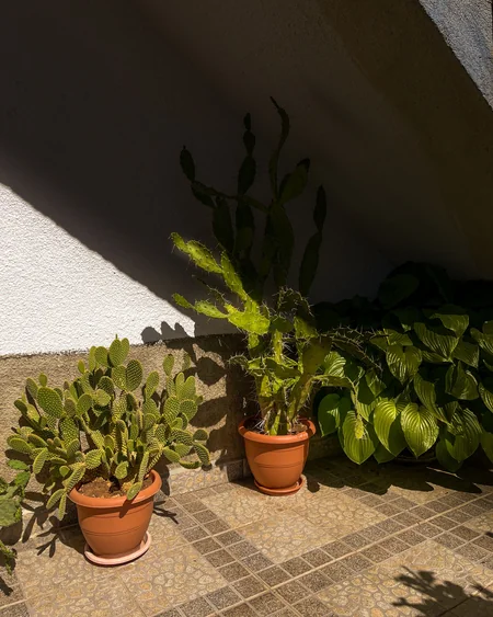 Garden pots grouped together neatly on a small sunny patio