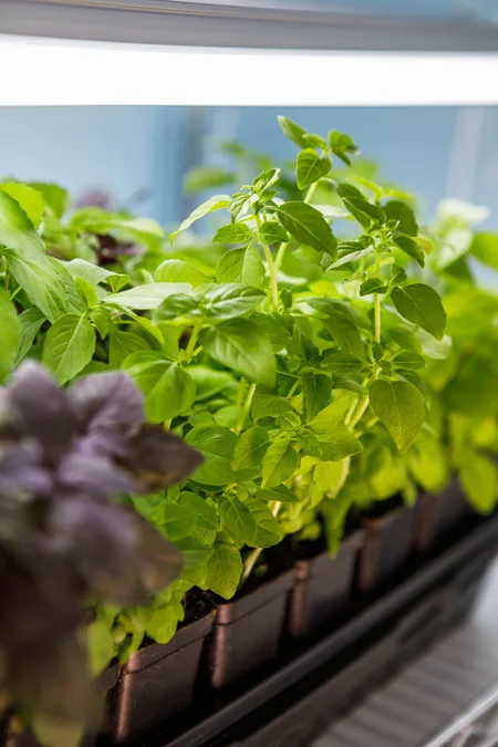 Basil seedlings in pots beneath a grow light bar indoors