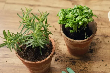 Indoor herb sitting at the correct soil level in a slightly larger pot