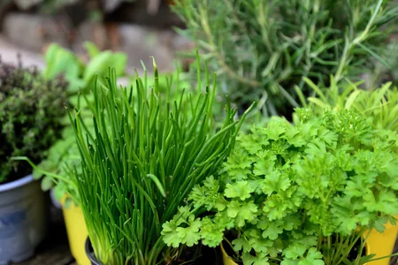 Potted culinary herbs including chives, parsley and rosemary