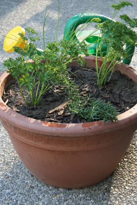 Spring herb container with parsley, chives, and thyme near kitchen door