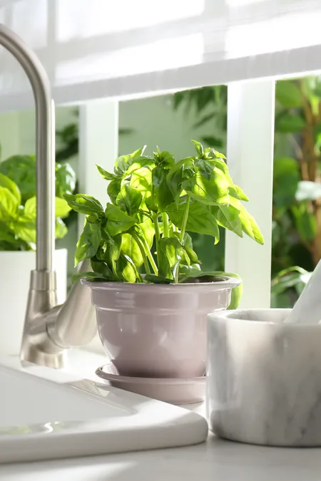 Healthy basil in a pink pot on a bright kitchen counter near a sunlit window