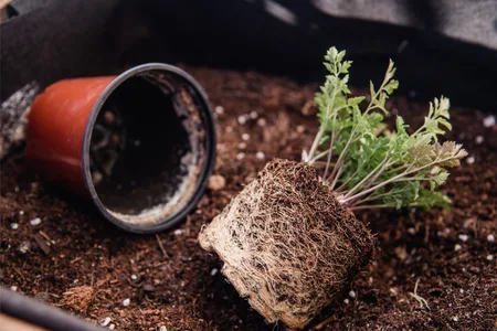 Indoor herb being gently removed from its pot with the root ball supported