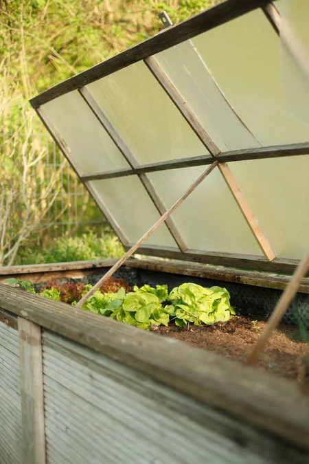 A compact raised bed keeping plants neat in a small backyard garden